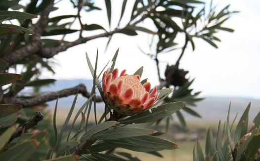 瘦身降脂的拔罐疗法