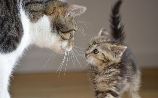 名老中医李明富经验方