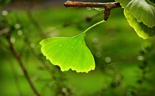 阴虚湿热型变应性亚败血症案