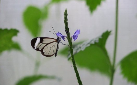 本虚标实白血病，解毒消癥青黄散