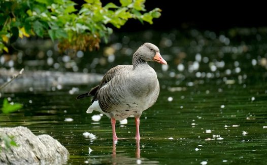 名老中医盛国荣经验方