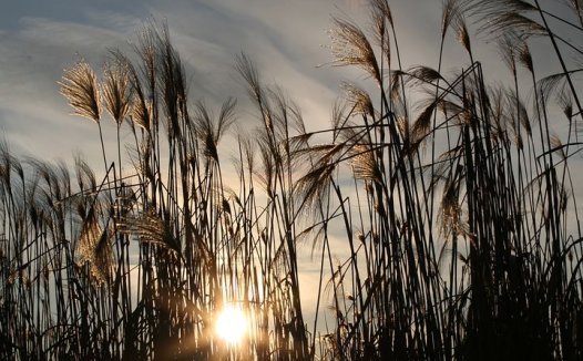 痿证的食物疗法