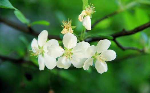痛风的食物疗法