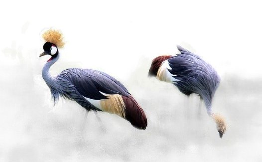 眩晕的食物疗法