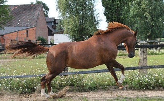 温病亦当审表寒,脉舌相参是关键