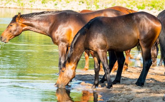 病毒性乙型肝炎的辨证论治