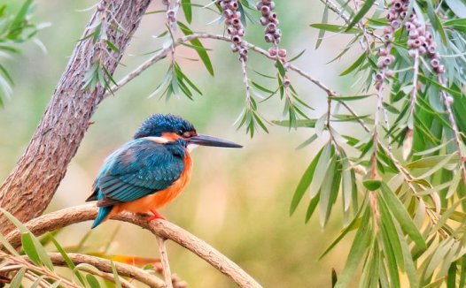 特发性水肿从肝论治