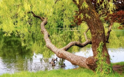 山药炒鱼片的营养价值