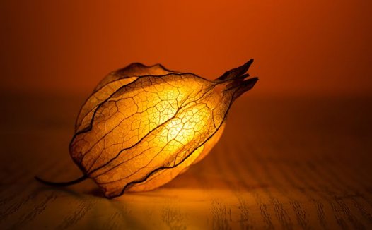 我应用杉树枝脑头治尿道结石很有效