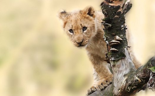 生食核桃治尿结石14例全部治愈