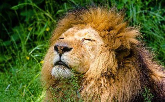 我用核桃仁治尿路结石特别见效