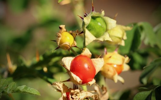 攻邪以扶正,大黄治肾衰