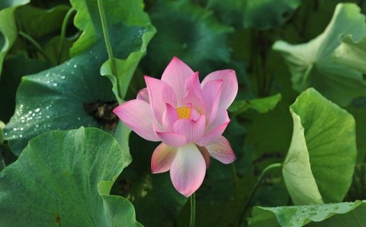 详审湿、热、燥,随机以应变