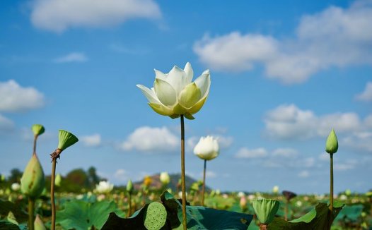 方不在多法活则灵