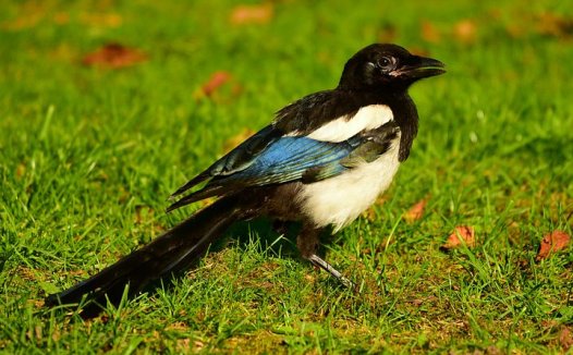 红薯抑癌作用居黄绿色植物之冠