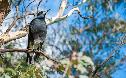 我利用胡萝卜汁治肺癌取得了显著效果