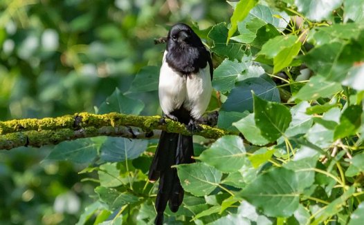 胡萝卜素能清除体内自由基