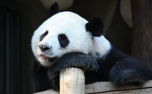 抗癌蔬菜一萝卜