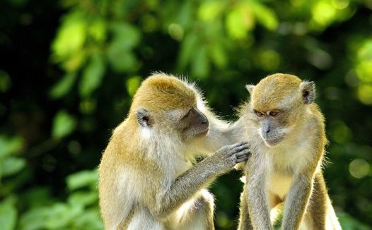 黑芝麻鸡蛋治疗血小板减少性紫癜有较好效果