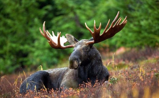 咽部吸入鲜姜汁可治各种呃逆