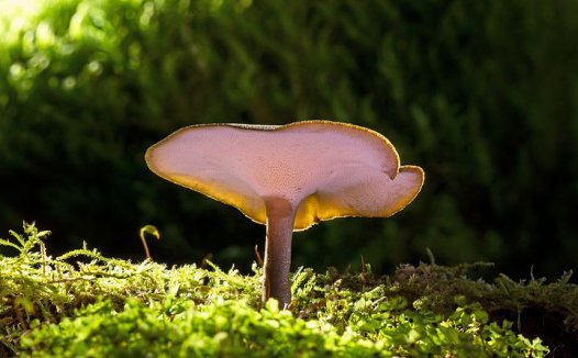 降红汤治疗真性红细胞增多症疗效较好