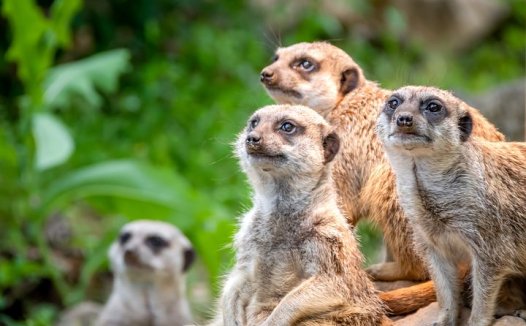 师传秘方治血友病有奇效