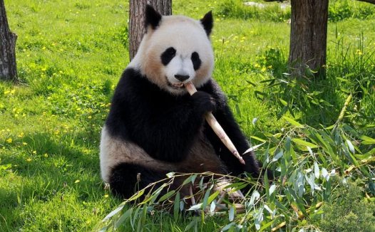 冬瓜的做法大全