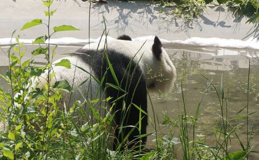 果子狸的做法大全