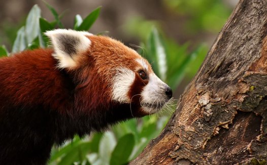 冬季养生茶大全及配方