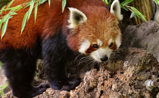 冬季养胃的食物有哪些?