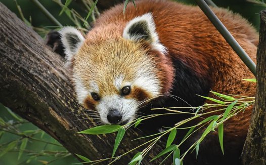 用蚂蚁降糖散治疗糖尿病很有效