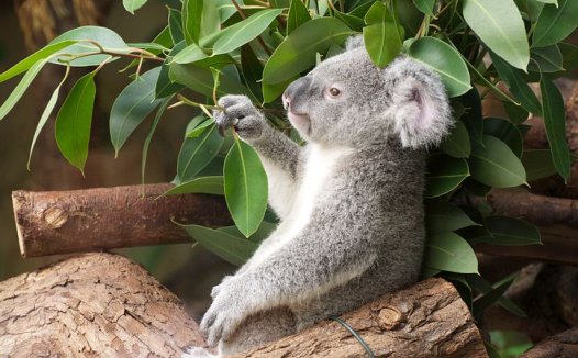 用“盐水滚蛋”治糖味病确有奇效