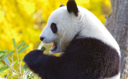 我用本条方治好了糖尿病