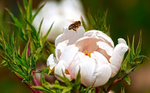 抵当汤荡涤瘀积内结案