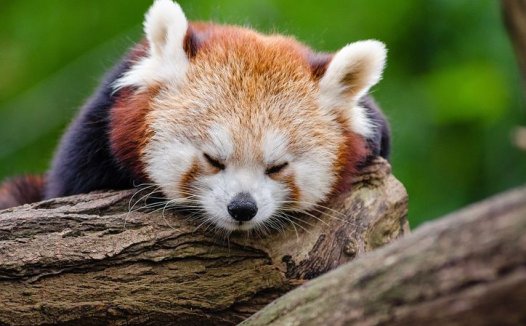 针灸药物并重,提高中医疗效