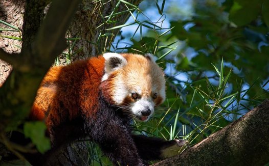 关于针灸处方四大要素