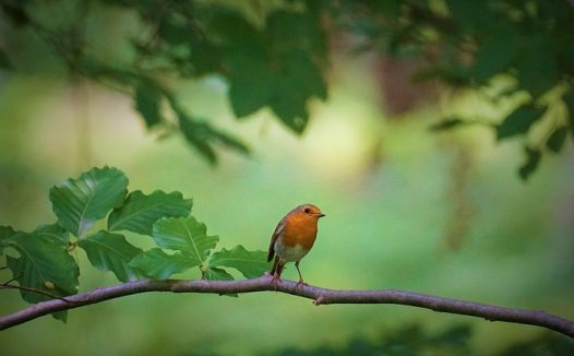 萝卜汁治糖尿病可缩短疗程