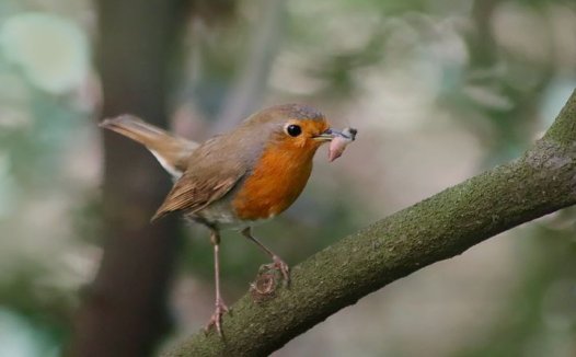宋淑仙用本方治糖尿病疗效明显