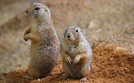 草鱼的家常做法大全