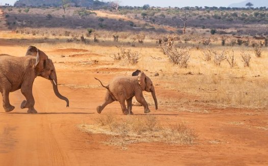 干锅茶树菇的做法