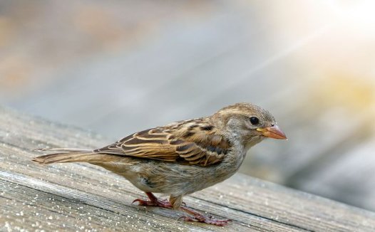 我老伴用红皮大蒜敷虎口穴彻底治愈了牙痛