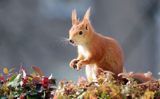 我用独活鸡蛋方治眩晕有特效益