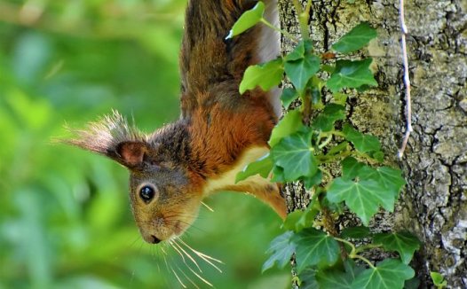 茯苓桂枝白术甘草汤
