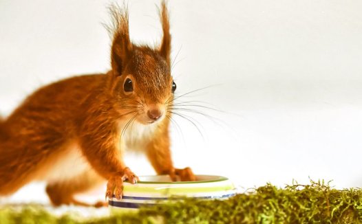 我用参冰合剂治美尼尔氏综合征300例均痊愈