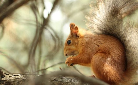 红枣健脑、护肝、养血、润肺,人人可常年食用