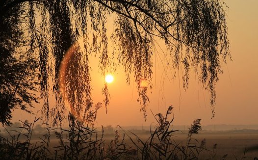 苦参为主,攻补兼施