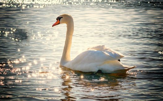 广嗣良方，助应资生汤；种子妙药，强精益肾丸