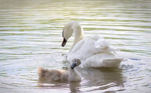 人类健康长寿的佳品——蚂蚁