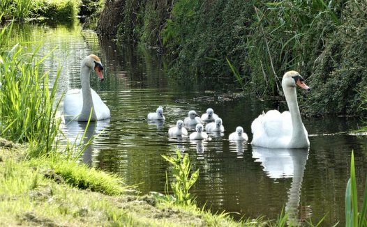 子宫颈癌的食物疗法
