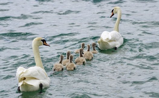 卵巢癌的食物疗法